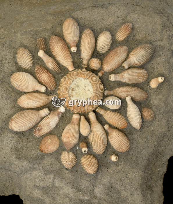 Oursin fossile avec radioles (Cidaropsis sp.) - gryphea.com